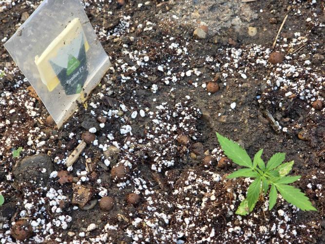 Rqs f1 outdoor 2. Week 2
