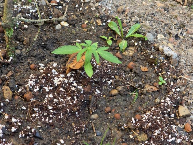 Rqs f1 outdoor 2. Week 2