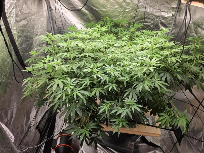 DWC Papaya Zoap Fast. Week 15