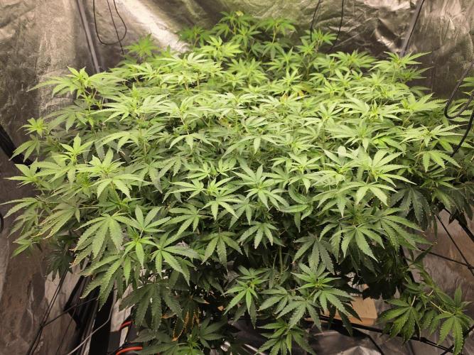 DWC Papaya Zoap Fast. Week 15