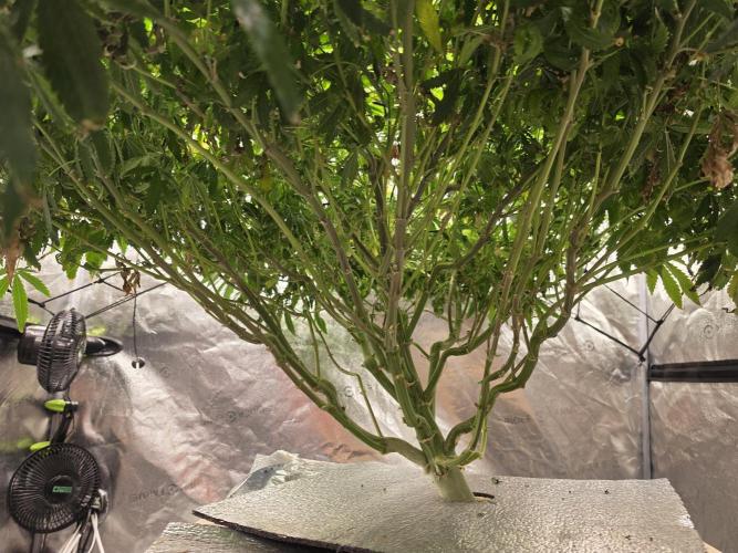 DWC Papaya Zoap Fast. Week 15