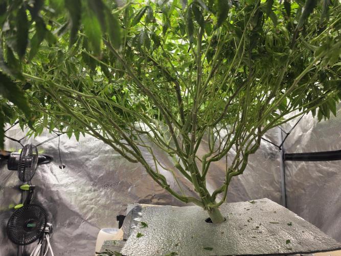 DWC Papaya Zoap Fast. Week 15