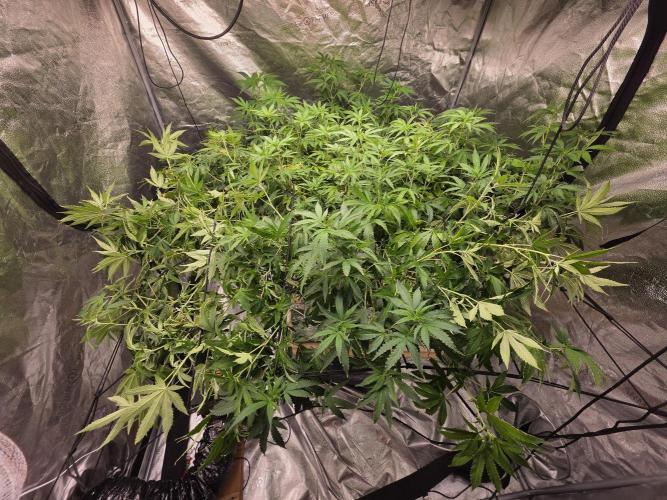 Papaya Zoap F1 Fast Version. Week 15