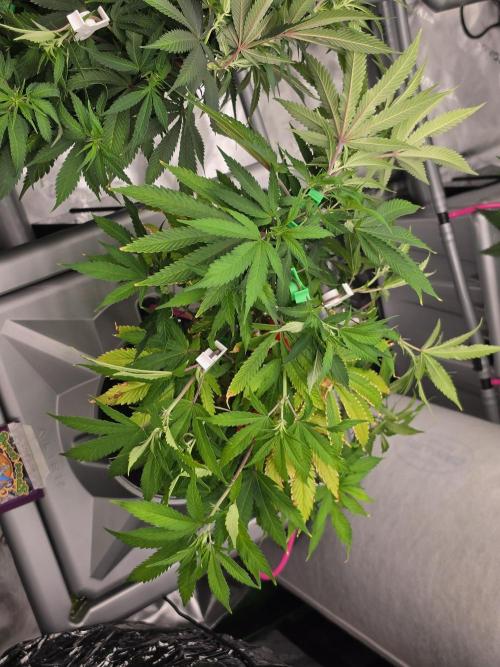 Aero sweet cream caramel. Week 10