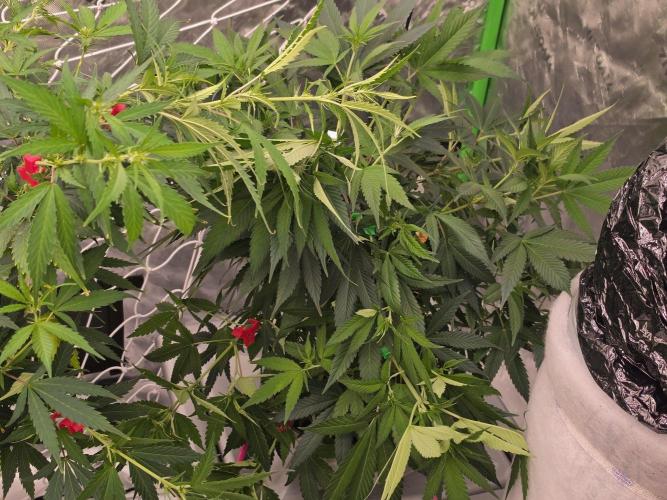 Cream Caramel. Week 10