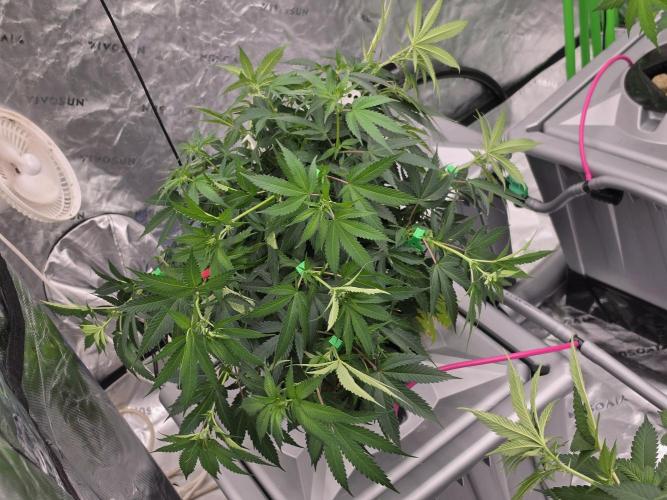 Candy Cream Go Fast. Week 10