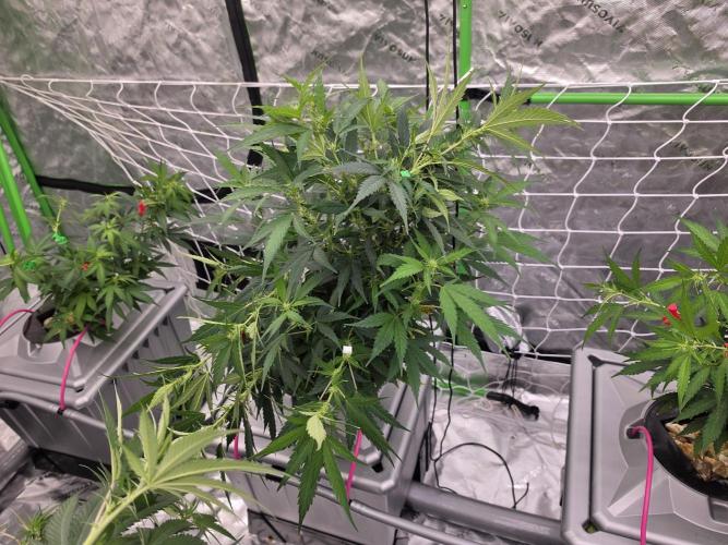 Aero #kannabia sunset sherbet. Week 10