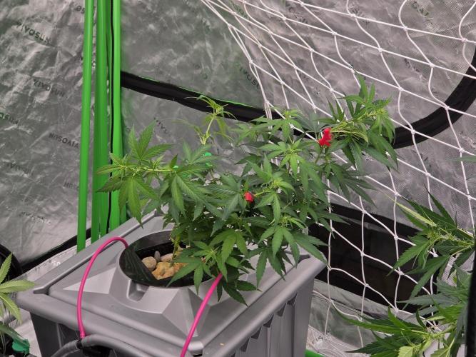 Sunset Sherbet. Week 10