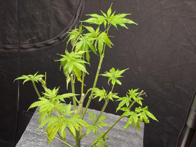 Cream Caramel. Week 8