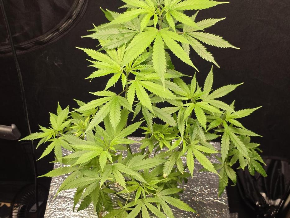 Dwc sweet cream caramel. Week 9