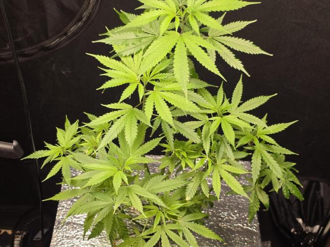 Cream Caramel. Week 9