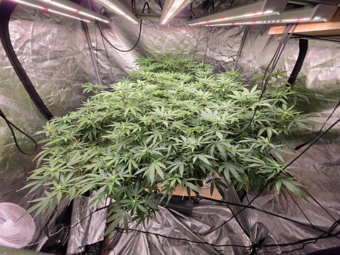 DWC Papaya Zoap Fast. Week 16