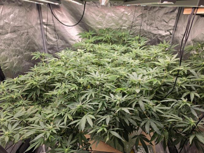 DWC Papaya Zoap Fast. Week 16