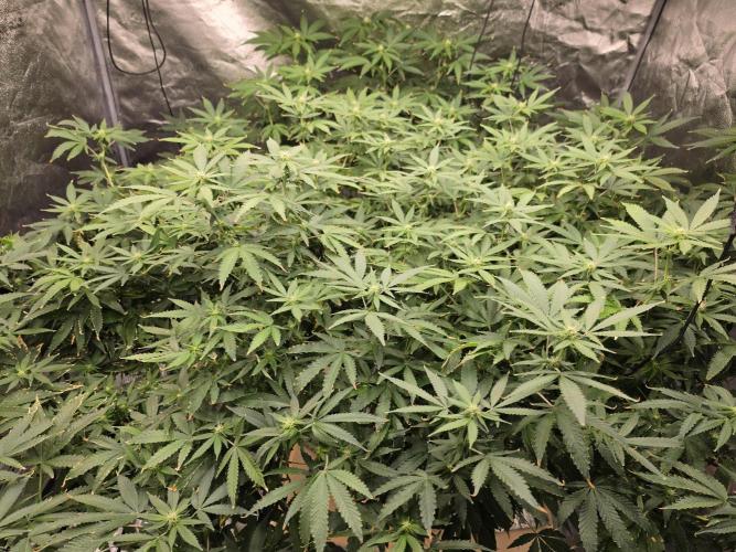 DWC Papaya Zoap Fast. Week 16