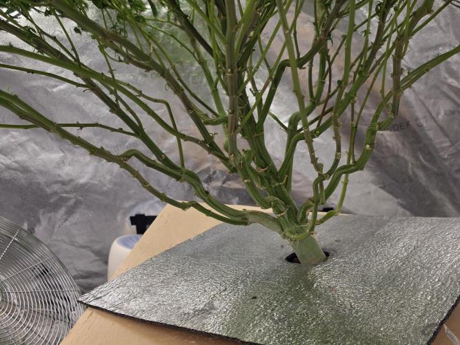 Papaya Zoap F1 Fast Version. Week 16