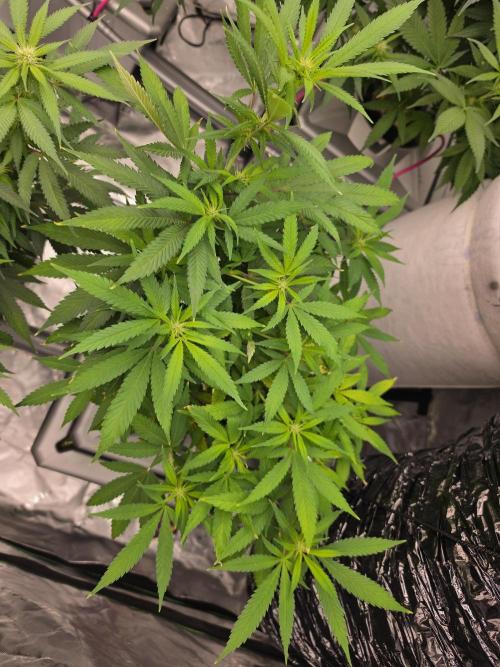 Aero sweet cream caramel. Week 11