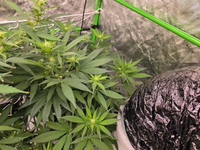 Cream Caramel. Week 11
