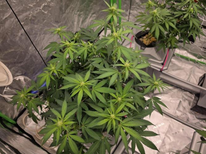 Candy Cream Go Fast. Week 11