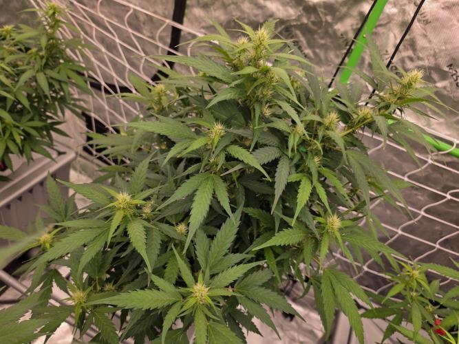 Aero #kannabia sunset sherbet. Week 11
