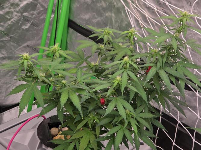 Sunset Sherbet. Week 11
