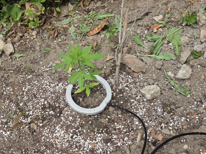 Outdoor haze 1. Week 4