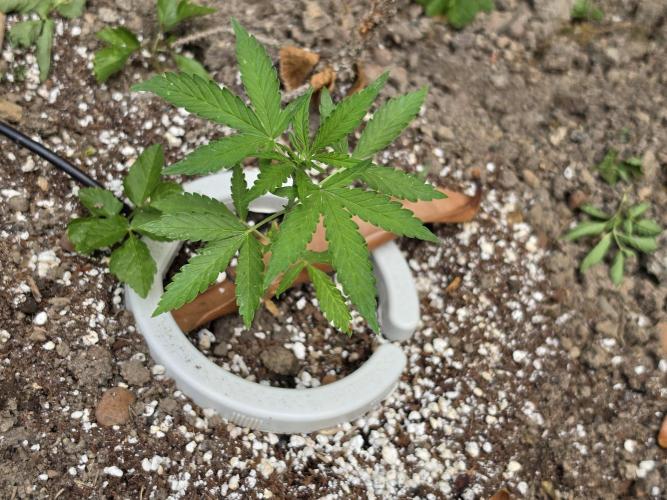Outdoor haze 1. Week 4