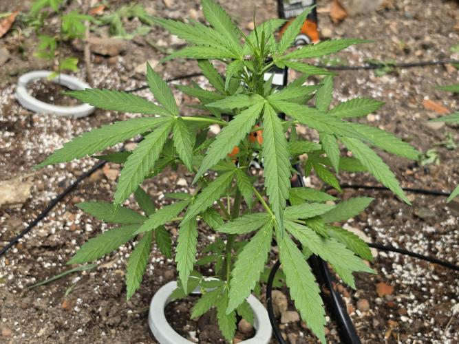 Outdoor haze 2. Week 4