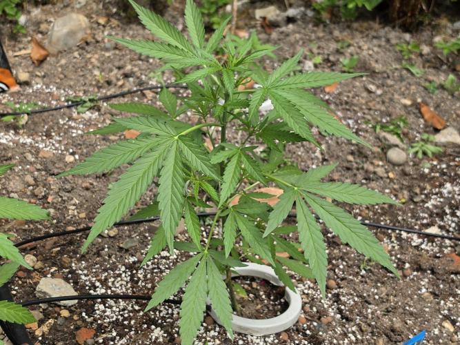 Outdoor haze 2. Week 4