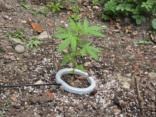 Outdoor haze 2. Week 4