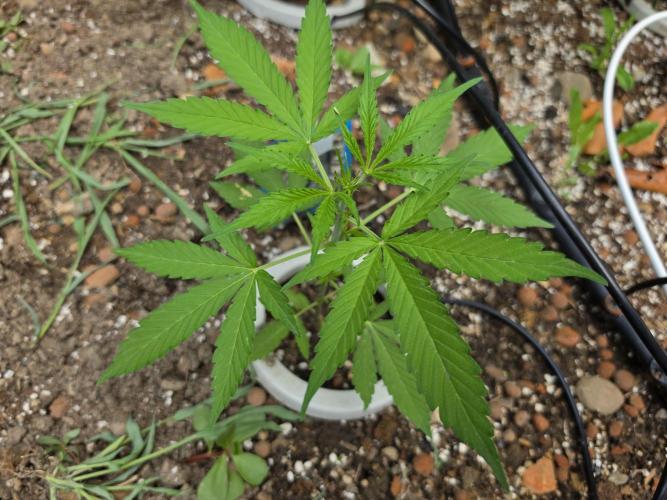 Rqs f1 outdoor 1. Week 3
