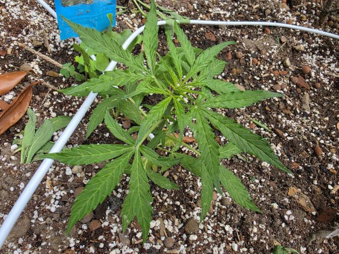 Rqs f1 outdoor 1. Week 3