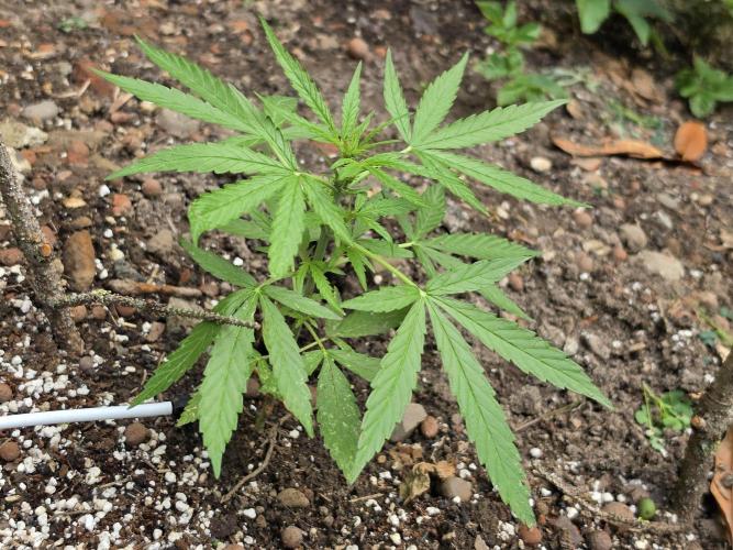Rqs f1 outdoor 1. Week 3