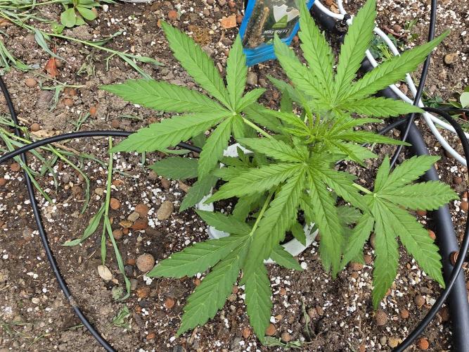 Rqs f1 outdoor 2. Week 3