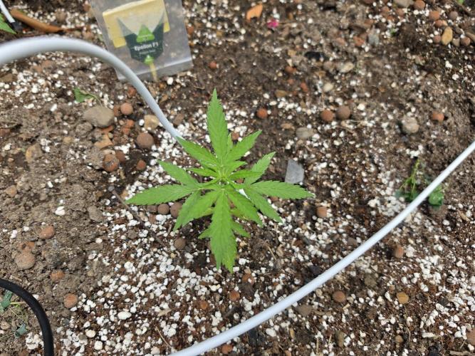 Rqs f1 outdoor 2. Week 3