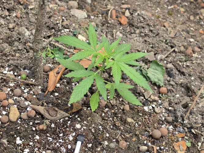 Rqs f1 outdoor 2. Week 3