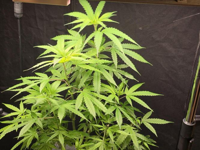 Dwc sweet cream caramel. Week 10