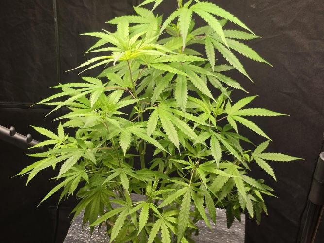 Cream Caramel. Week 10