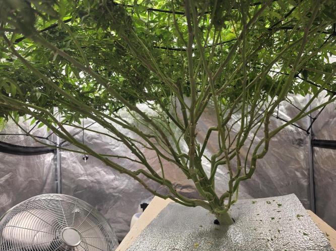 DWC Papaya Zoap Fast. Week 17
