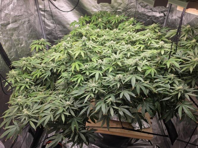 DWC Papaya Zoap Fast. Week 17