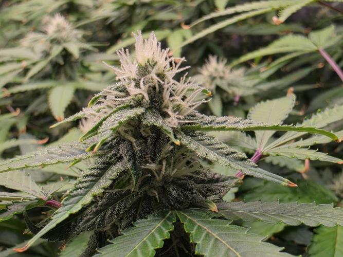 DWC Papaya Zoap Fast. Week 17