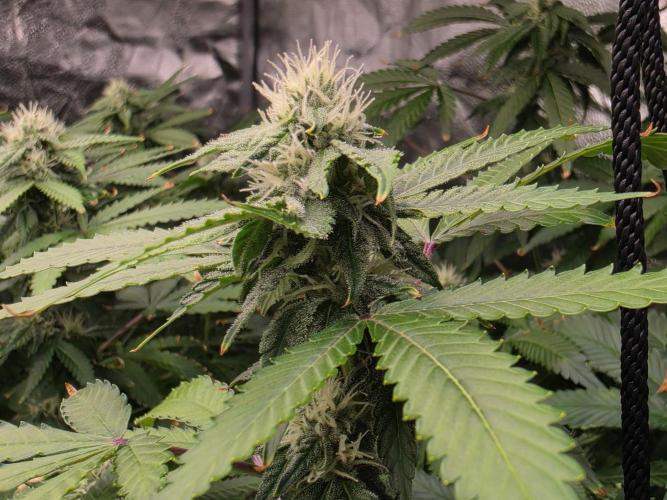 Papaya Zoap F1 Fast Version. Week 17