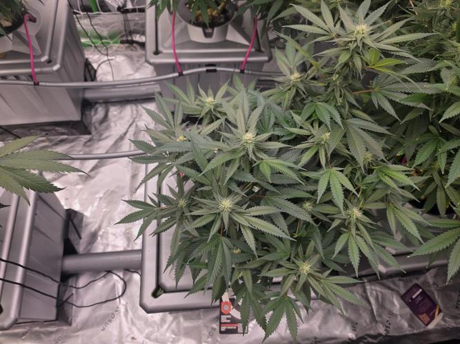Aero #kannabia Candy cream go fast. Week 12