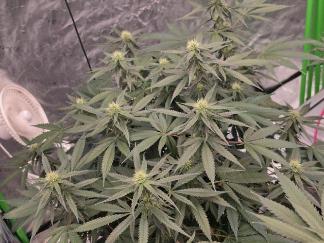 Candy Cream Go Fast. Week 12