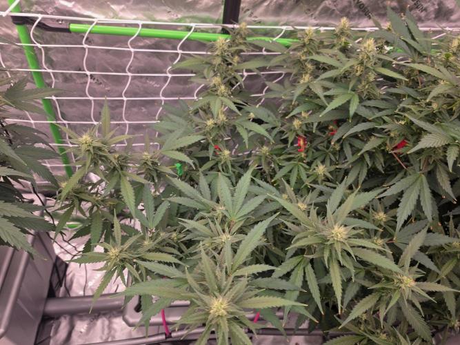 Aero #kannabia sunset sherbet. Week 12