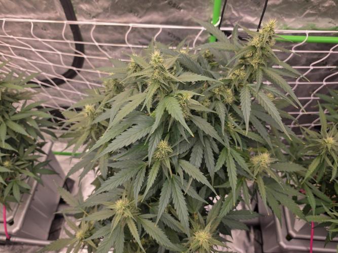 Aero #kannabia sunset sherbet. Week 12