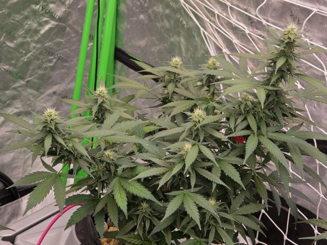 Aero #kannabia sunset sherbet. Week 12