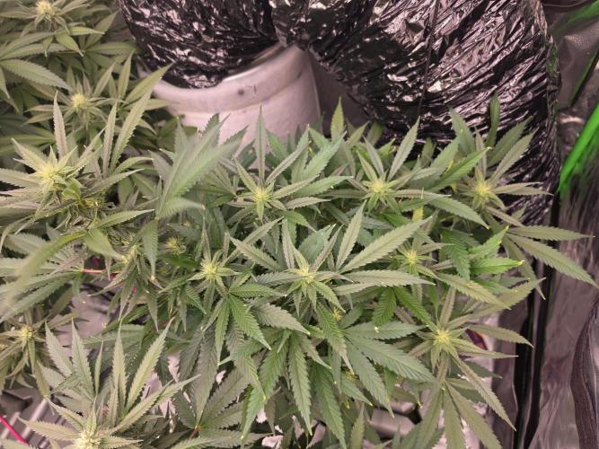 Aero sweet cream caramel. Week 12