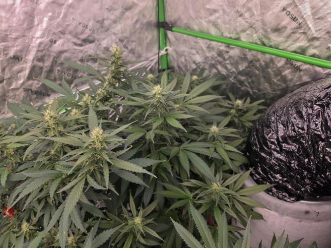 Aero sweet cream caramel. Week 12