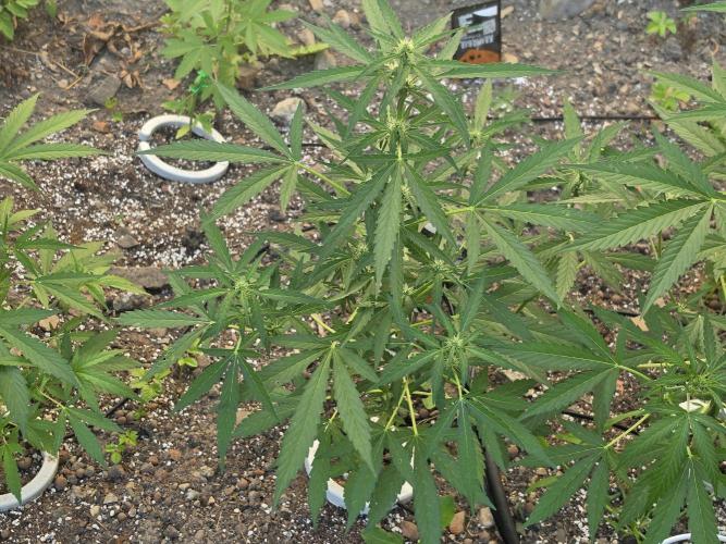 Outdoor haze 2. Week 5