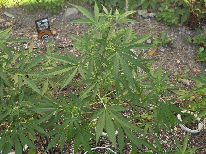 Outdoor haze 2. Week 5